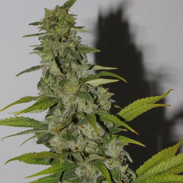 An image of Kush Train Wreck