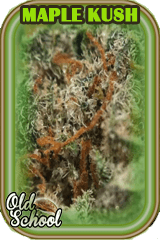 An image of Maple Kush