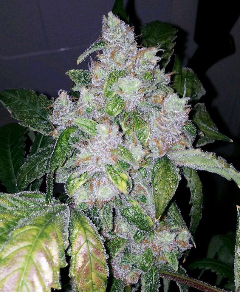 An image of Night Nurse