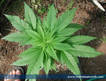 An image of Petrolia Headstash