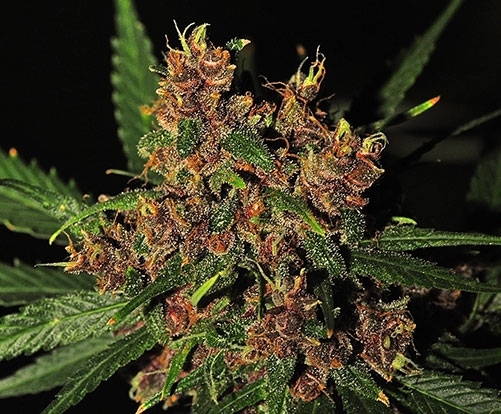 An image of Purple Congo Kush