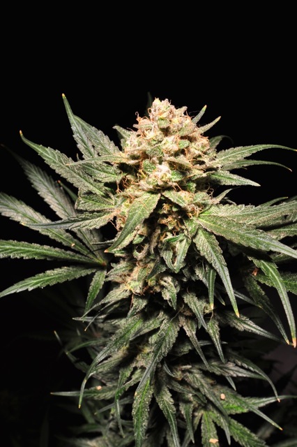 An image of Sour Pink Kush Autoflowering