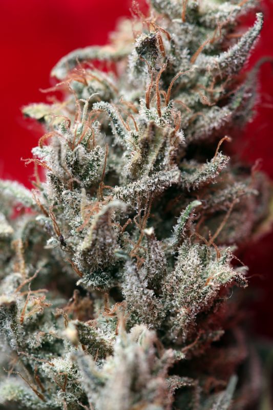 An image of O' Haze Red