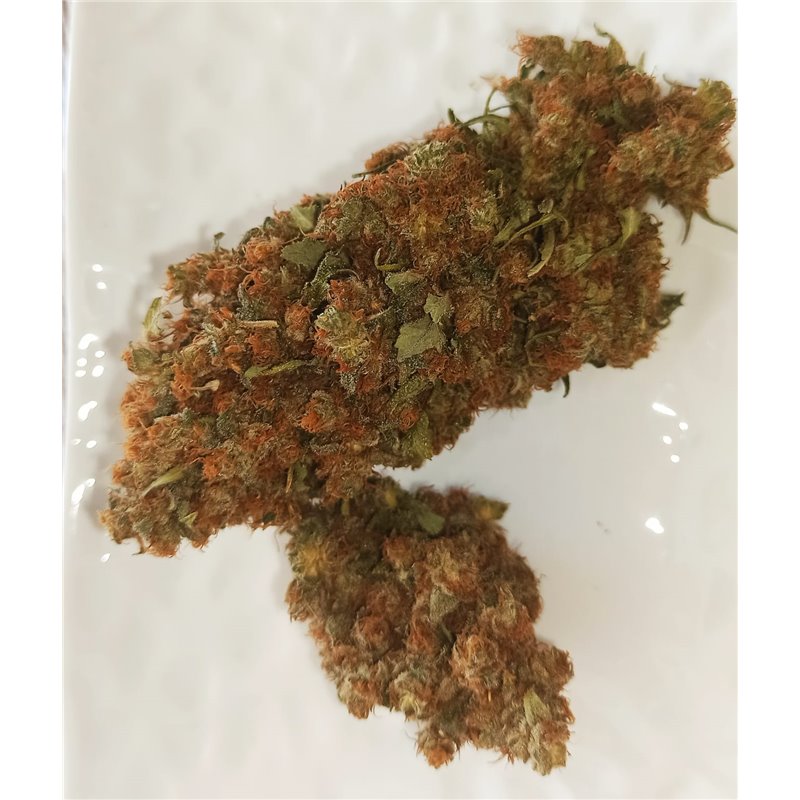 An image of Cacao Kush
