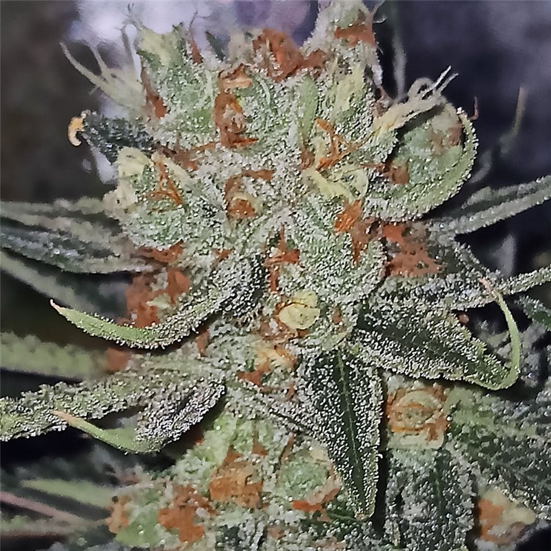 An image of Mandela Kush