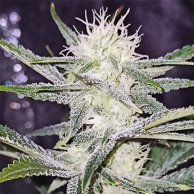 An image of Sour PowerPlant