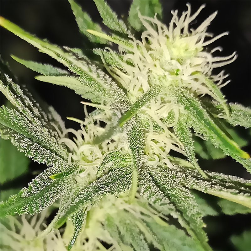 An image of Veteran Sativa