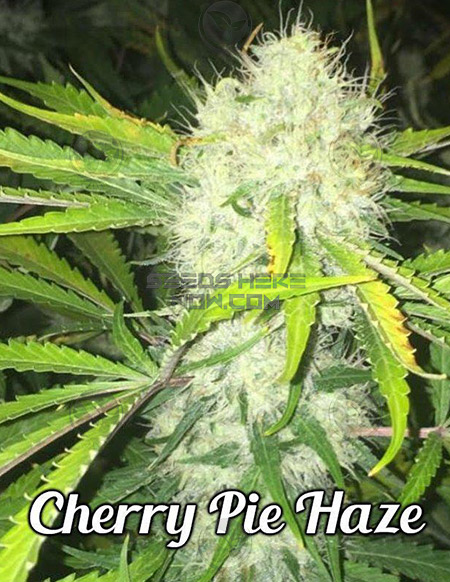 An image of Cherry Pie Haze