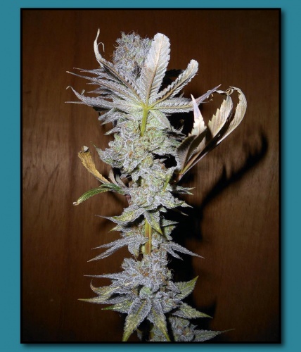 An image of Banana Fire Cookies