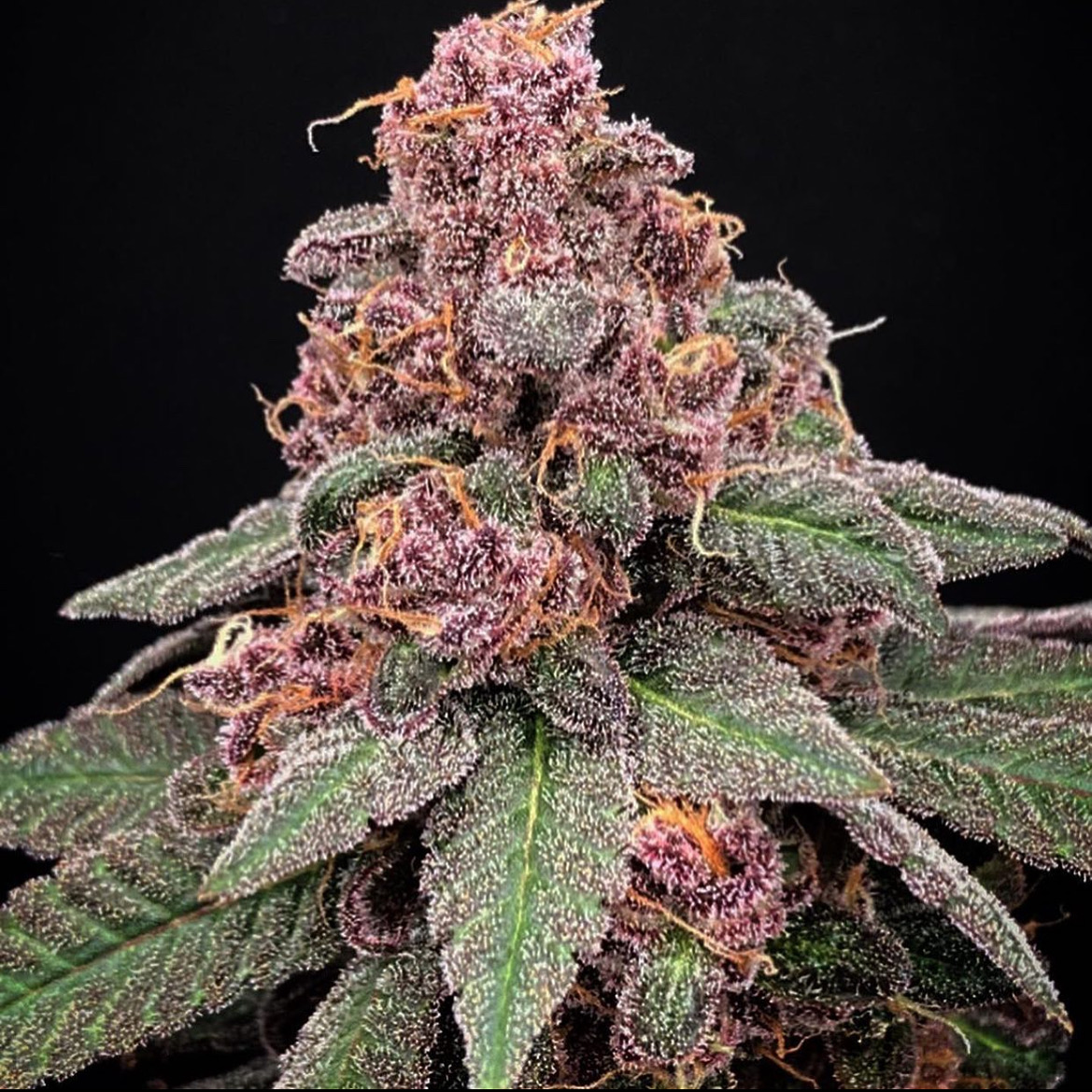 An image of Blue Razzay