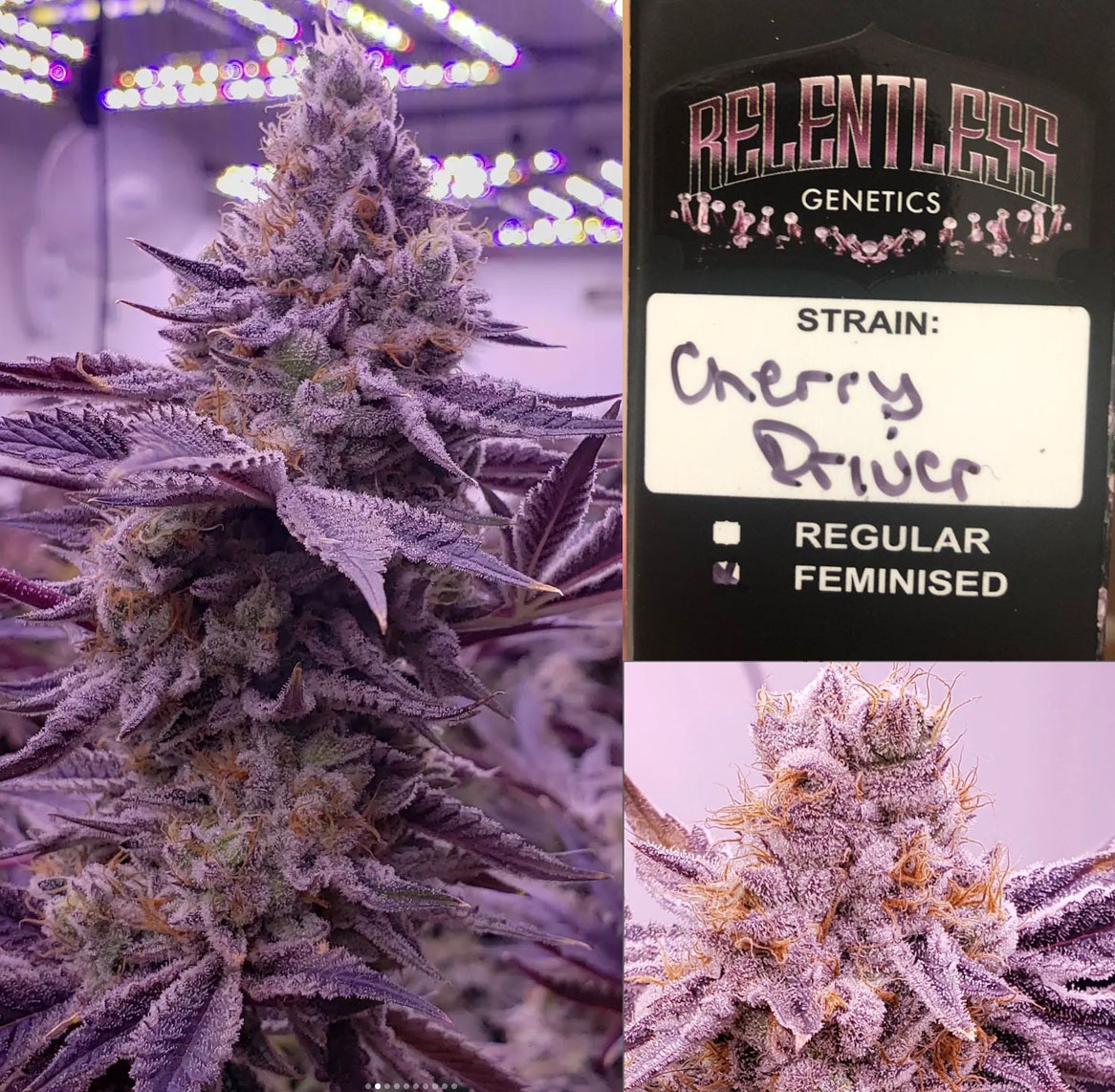 An image of Cherry Driver