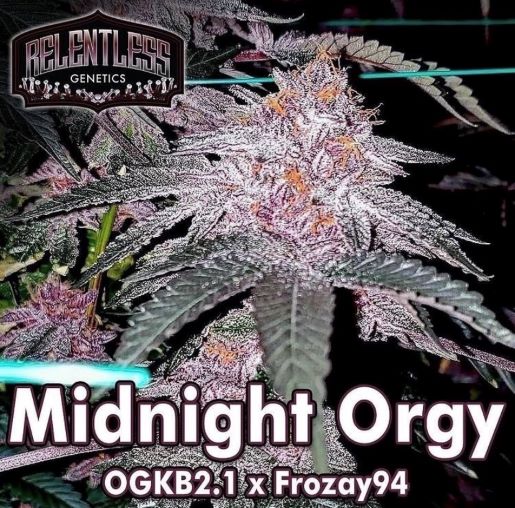 An image of Midnight Orgy