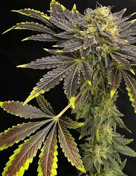 An image of Orange Cookies