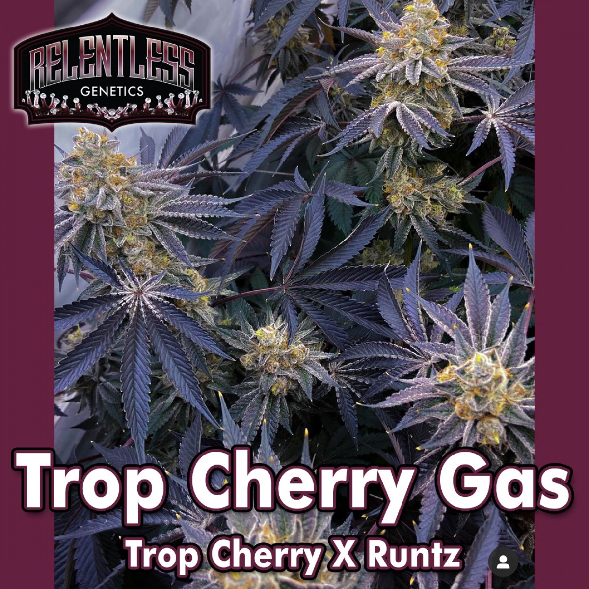 An image of Trop Cherry Gas