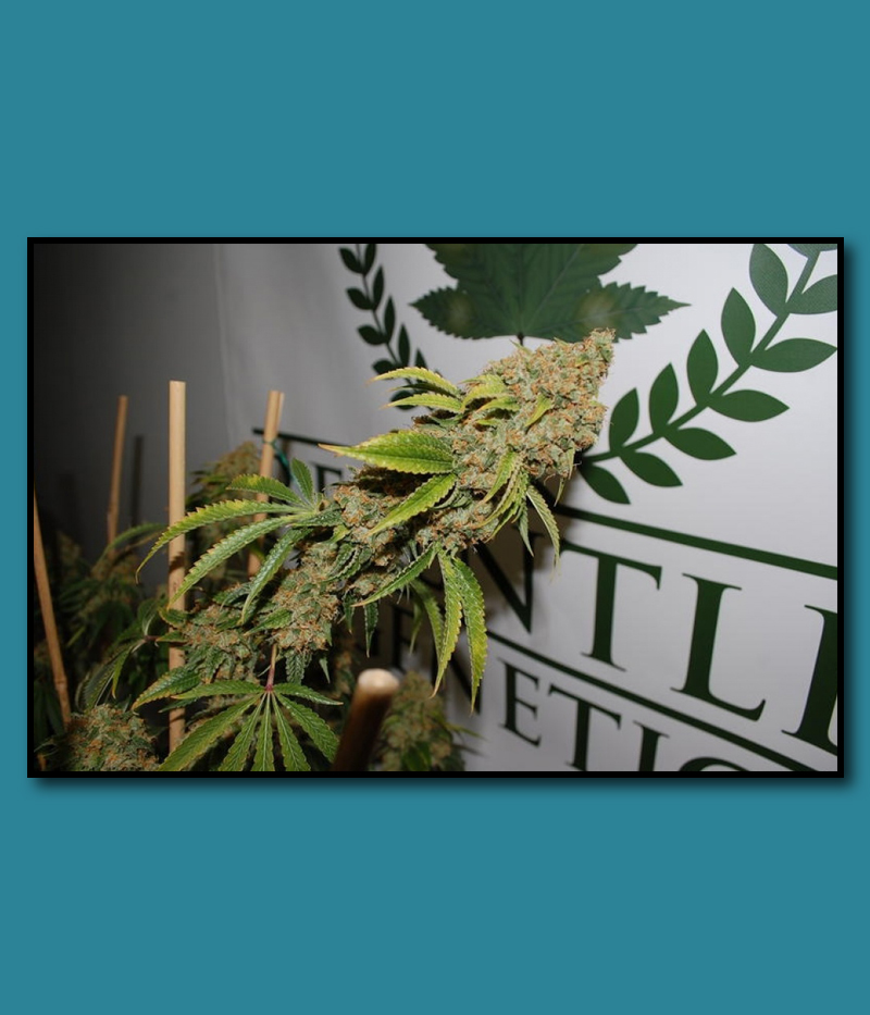 An image of White Platinum OG