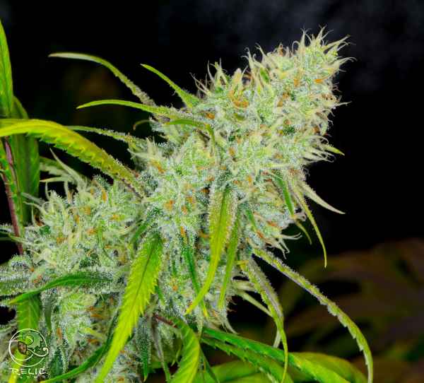 An image of Super Silver Sour Diesel