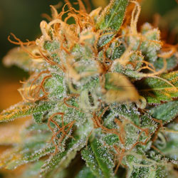 An image of Apollo 13 Indica