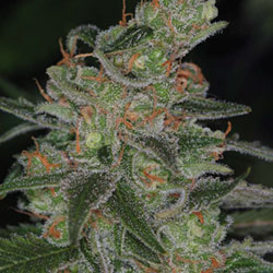 An image of Apollo 13 Sativa