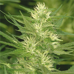 An image of Cole Train