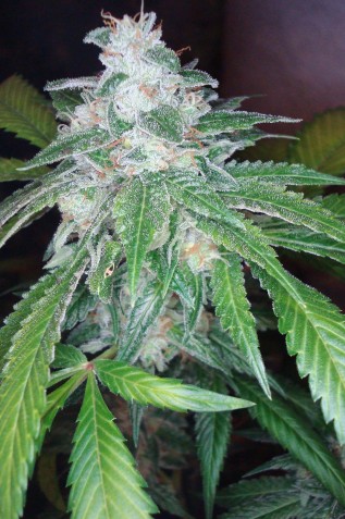An image of Silver Kush