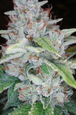 An image of Skywalker Kush