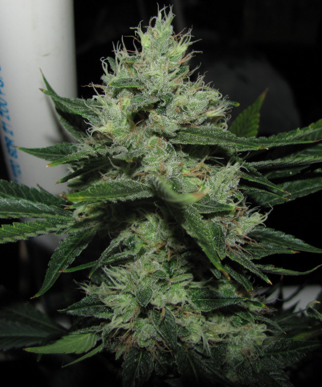 An image of Chemdog Sour Diesel