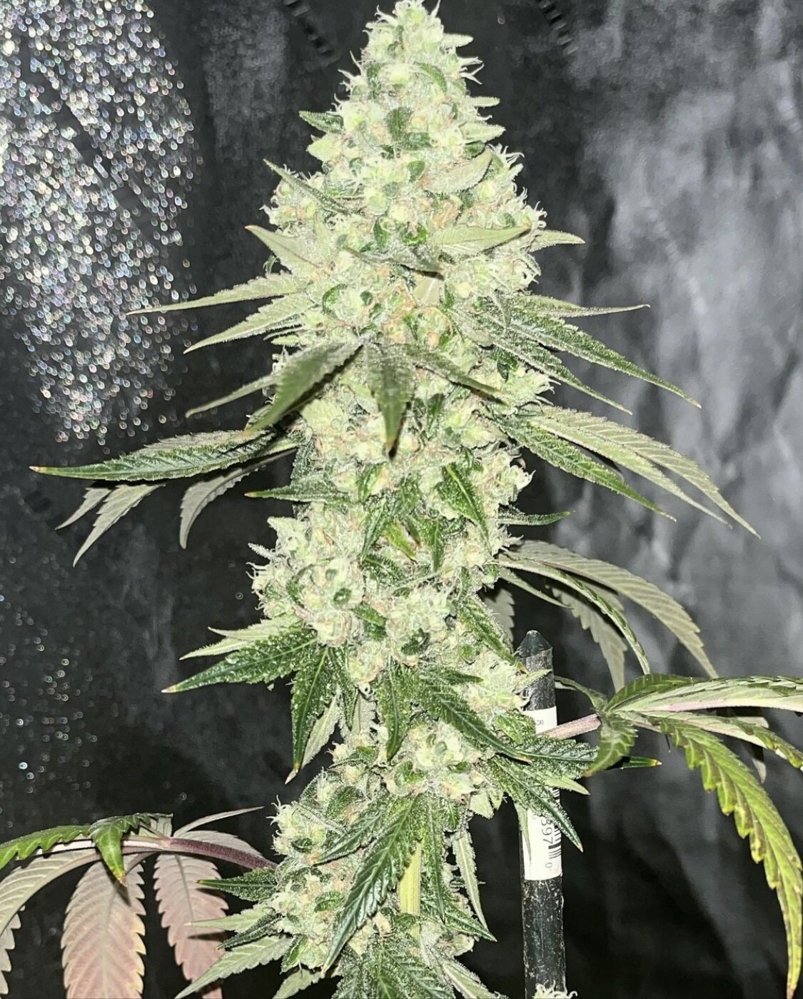 An image of Sour Diesel IBL 2020