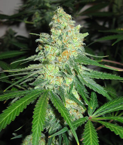 An image of Strawberry Diesel