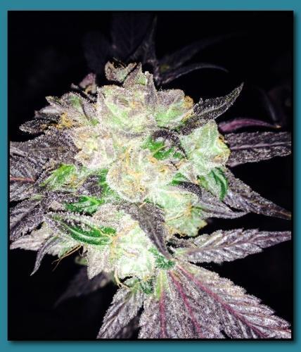 An image of Cookies & Cream IX