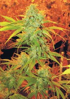 An image of Critical Haze