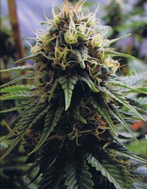 An image of Yummy