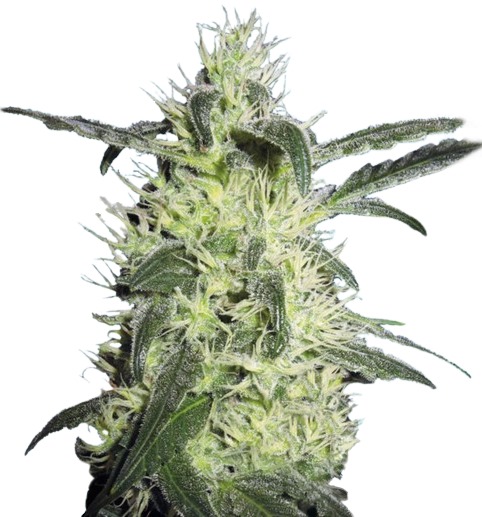 An image of Loreley Haze