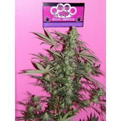 An image of 1995 Sensi Star Sativa