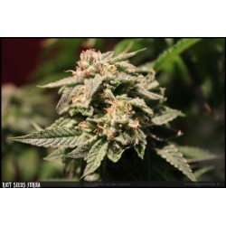 An image of 710 Shock Diesel