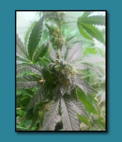 An image of Black Fire Cookies