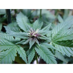 An image of Black Gorilla Grape