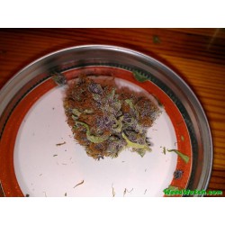 An image of Blue Cookieberry Crunch