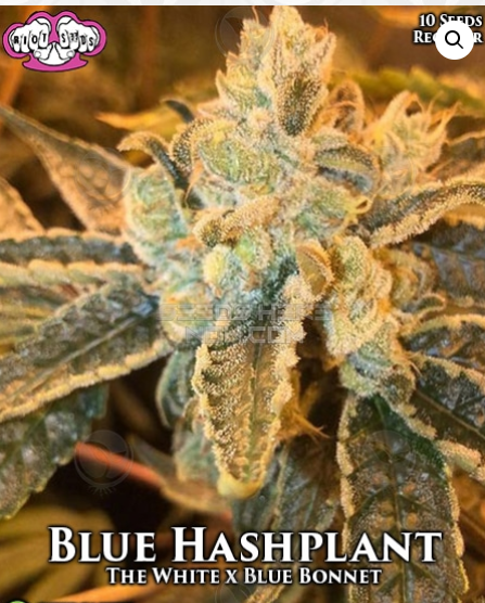 An image of Blue Hashplant