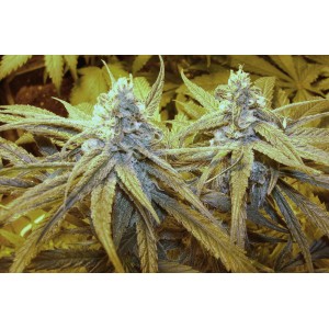 An image of Blueberry Crack