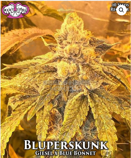 An image of Bluperskunk