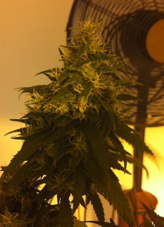 An image of Chemdawg D Gold Line