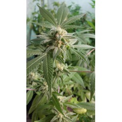 An image of Death Coast Dawg
