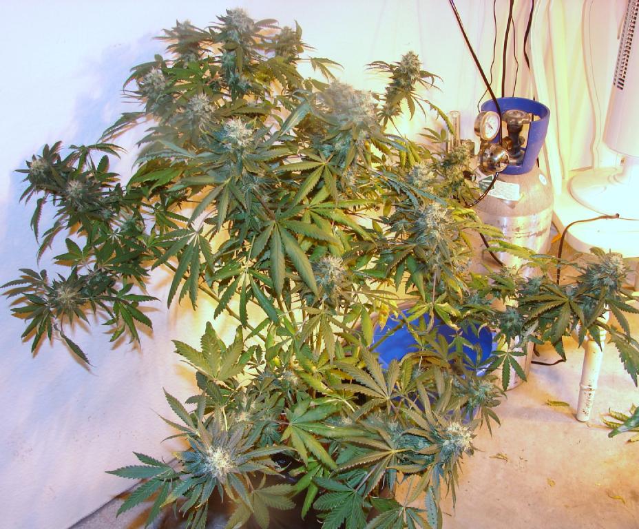 An image of Muerte OG Kush