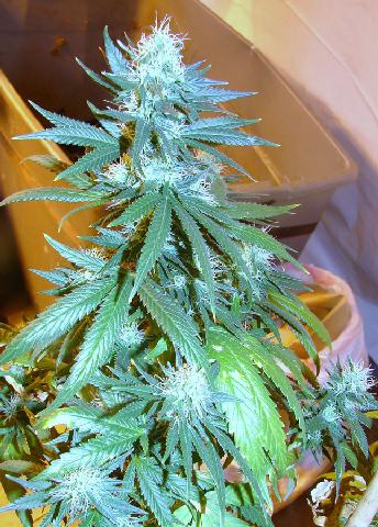 An image of Original OG Kush