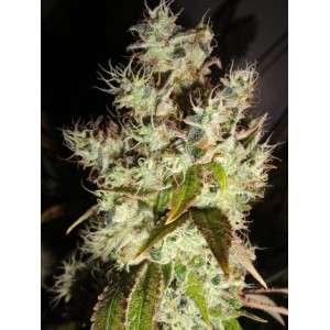 An image of Platinum Banana Crack