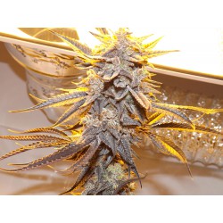 An image of Platinum Pink Banana OG