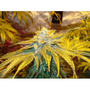 An image of Pre98 Bubba Kush S1