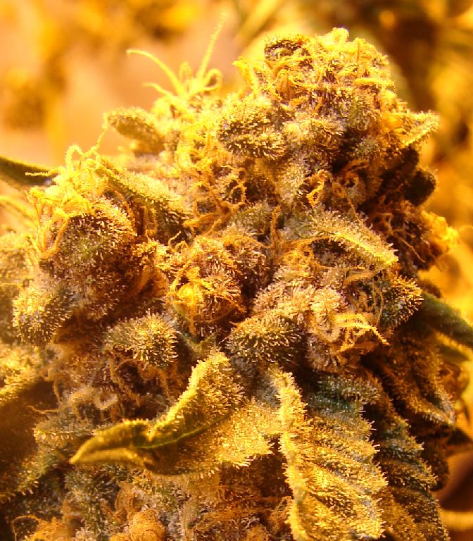 An image of Purple Fuck V2