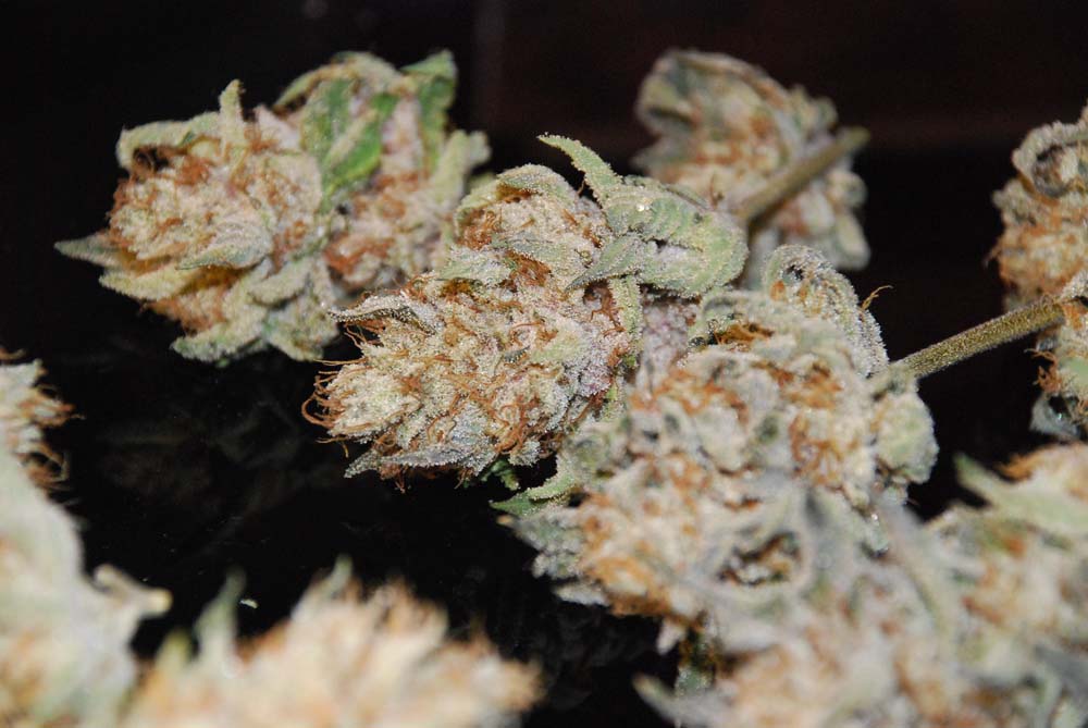 An image of Purple Lemon Larry OG Kush