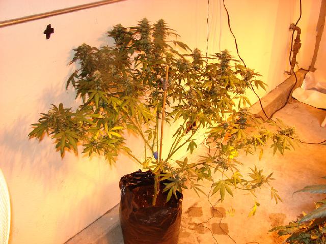 An image of Riot's OG Kush